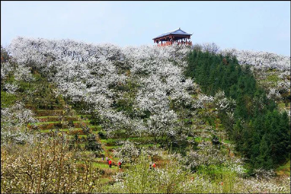 【春天，广西桂林灌阳县向您发出邀请！】我们在灌阳看梨花 - 游山玩水 - 馆陶生活社区 - 馆陶28生活网 guantao.28life.net