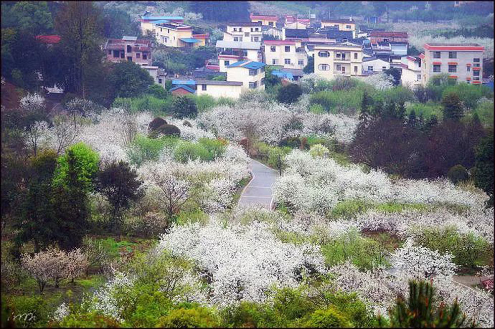 【春天，广西桂林灌阳县向您发出邀请！】我们在灌阳看梨花 - 游山玩水 - 馆陶生活社区 - 馆陶28生活网 guantao.28life.net