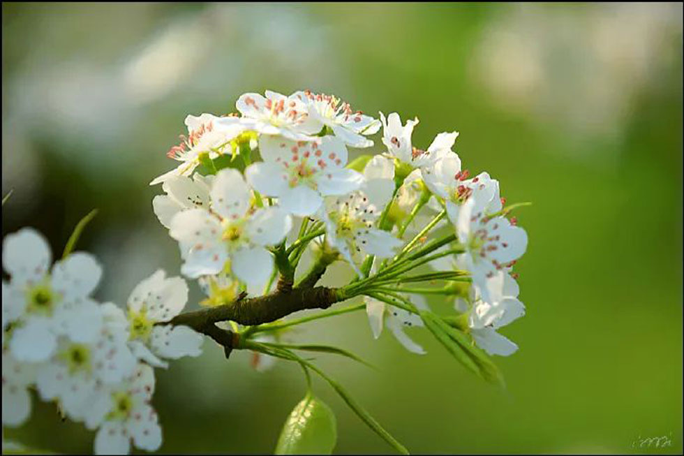 【春天，广西桂林灌阳县向您发出邀请！】我们在灌阳看梨花 - 游山玩水 - 馆陶生活社区 - 馆陶28生活网 guantao.28life.net