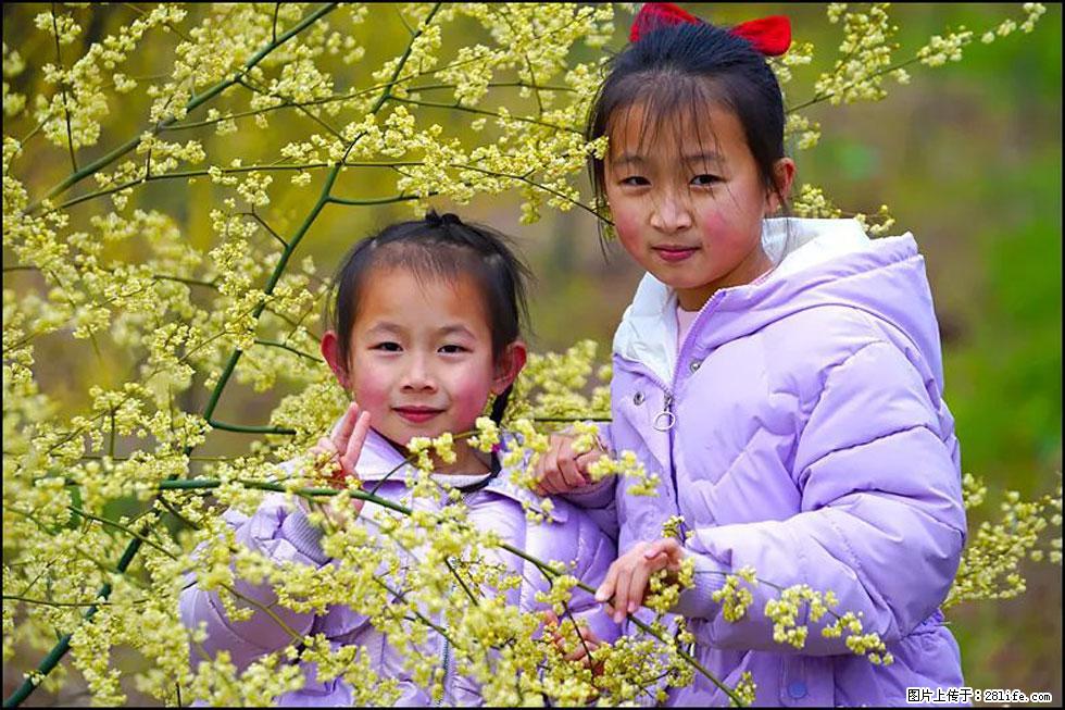【春天，广西桂林灌阳县向您发出邀请！】米珠山前有片山苍子花在飘香 - 游山玩水 - 馆陶生活社区 - 馆陶28生活网 guantao.28life.net