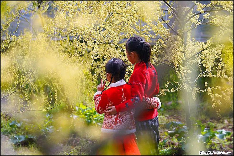 【春天，广西桂林灌阳县向您发出邀请！】米珠山前有片山苍子花在飘香 - 游山玩水 - 馆陶生活社区 - 馆陶28生活网 guantao.28life.net