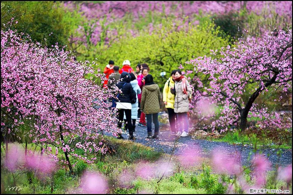 【春天，广西桂林灌阳县向您发出邀请！】官庄村有个醉美的桃花园 - 游山玩水 - 馆陶生活社区 - 馆陶28生活网 guantao.28life.net