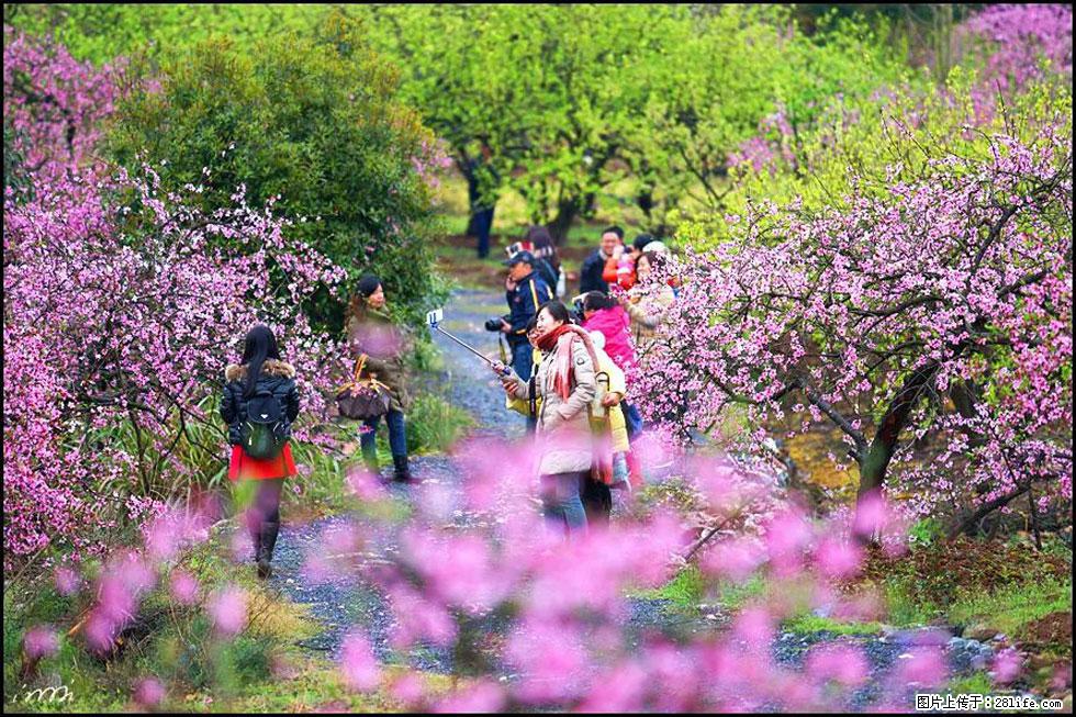 【春天，广西桂林灌阳县向您发出邀请！】官庄村有个醉美的桃花园 - 游山玩水 - 馆陶生活社区 - 馆陶28生活网 guantao.28life.net