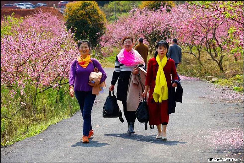 【春天，广西桂林灌阳县向您发出邀请！】官庄村有个醉美的桃花园 - 游山玩水 - 馆陶生活社区 - 馆陶28生活网 guantao.28life.net