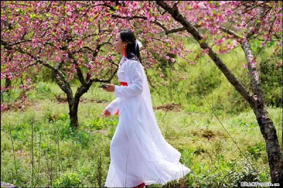 【春天，广西桂林灌阳县向您发出邀请！】官庄村有个醉美的桃花园 - 游山玩水 - 馆陶生活社区 - 馆陶28生活网 guantao.28life.net
