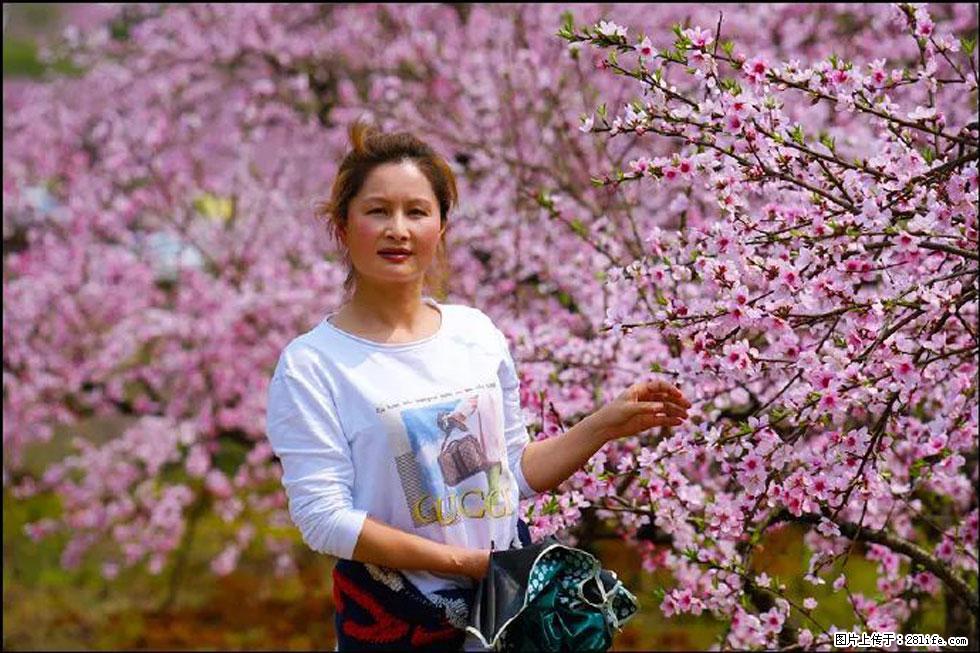 【春天，广西桂林灌阳县向您发出邀请！】官庄村有个醉美的桃花园 - 游山玩水 - 馆陶生活社区 - 馆陶28生活网 guantao.28life.net