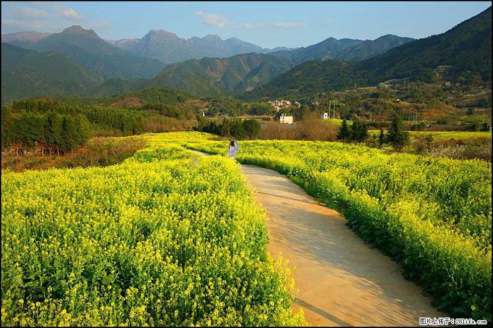 【春天，广西桂林灌阳县向您发出邀请！】长坪村油菜盛情花开 - 游山玩水 - 馆陶生活社区 - 馆陶28生活网 guantao.28life.net