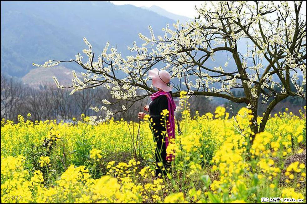 【春天，广西桂林灌阳县向您发出邀请！】长坪村油菜盛情花开 - 游山玩水 - 馆陶生活社区 - 馆陶28生活网 guantao.28life.net