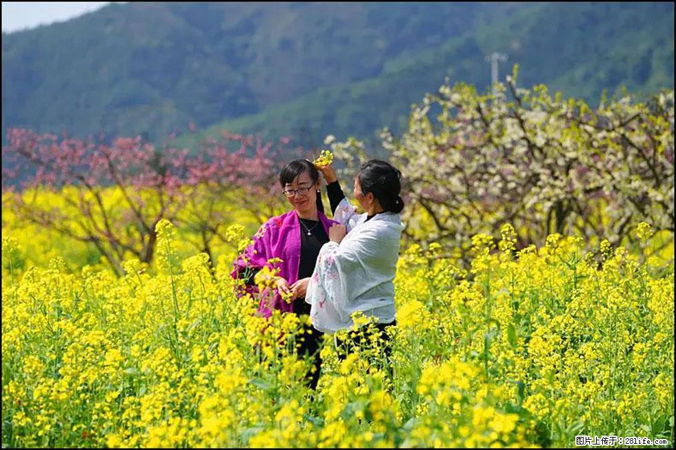 【春天，广西桂林灌阳县向您发出邀请！】长坪村油菜盛情花开 - 游山玩水 - 馆陶生活社区 - 馆陶28生活网 guantao.28life.net