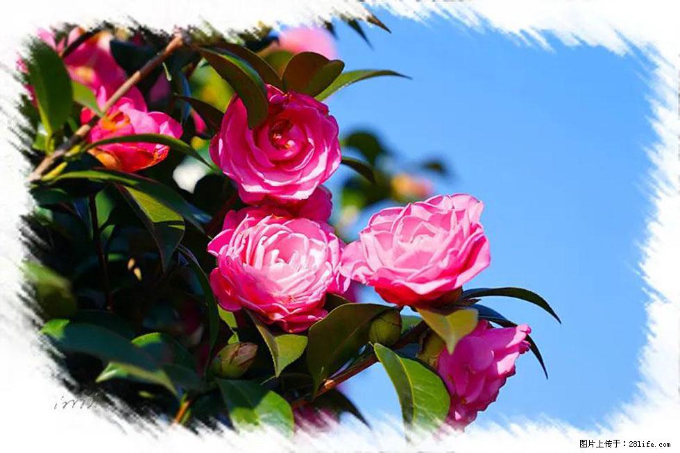 【春天，广西桂林灌阳县向您发出邀请！】杨柳井茶花惹人爱 - 游山玩水 - 馆陶生活社区 - 馆陶28生活网 guantao.28life.net