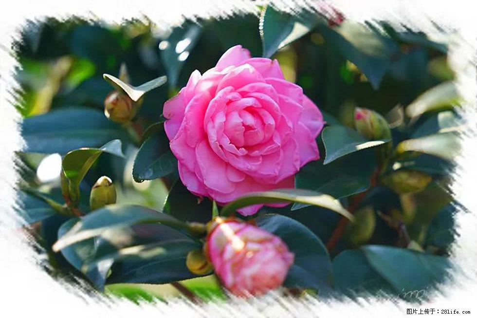 【春天，广西桂林灌阳县向您发出邀请！】杨柳井茶花惹人爱 - 游山玩水 - 馆陶生活社区 - 馆陶28生活网 guantao.28life.net