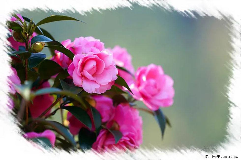 【春天，广西桂林灌阳县向您发出邀请！】杨柳井茶花惹人爱 - 游山玩水 - 馆陶生活社区 - 馆陶28生活网 guantao.28life.net