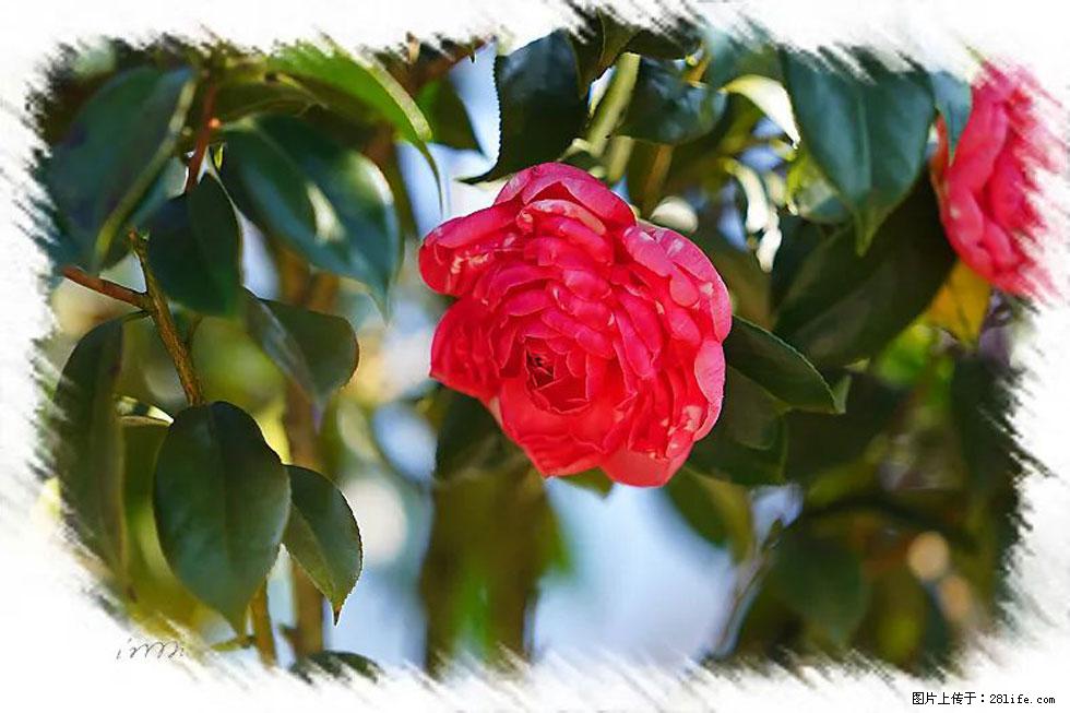 【春天，广西桂林灌阳县向您发出邀请！】杨柳井茶花惹人爱 - 游山玩水 - 馆陶生活社区 - 馆陶28生活网 guantao.28life.net