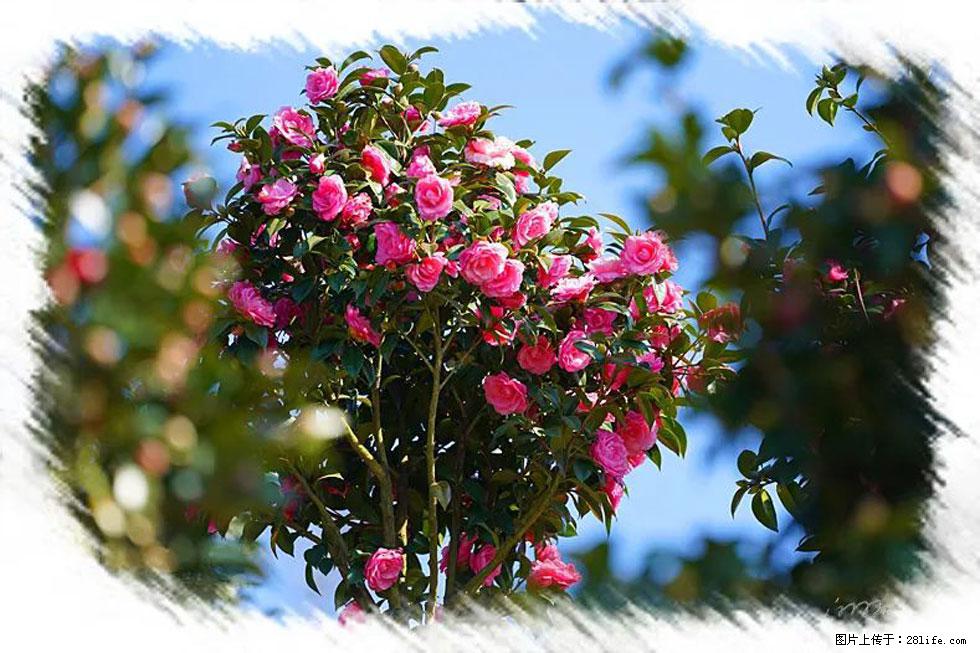 【春天，广西桂林灌阳县向您发出邀请！】杨柳井茶花惹人爱 - 游山玩水 - 馆陶生活社区 - 馆陶28生活网 guantao.28life.net