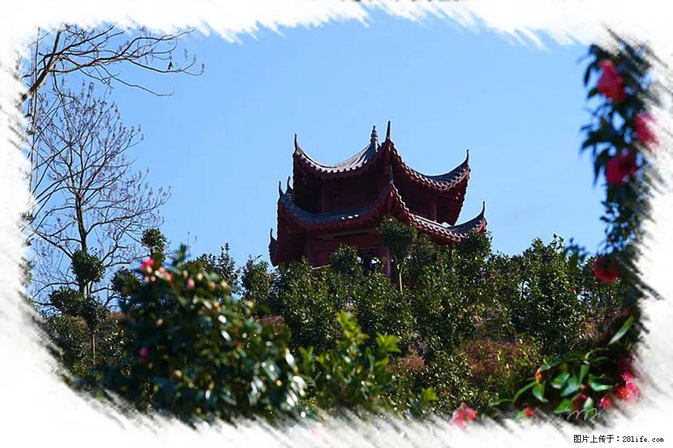 【春天，广西桂林灌阳县向您发出邀请！】杨柳井茶花惹人爱 - 游山玩水 - 馆陶生活社区 - 馆陶28生活网 guantao.28life.net