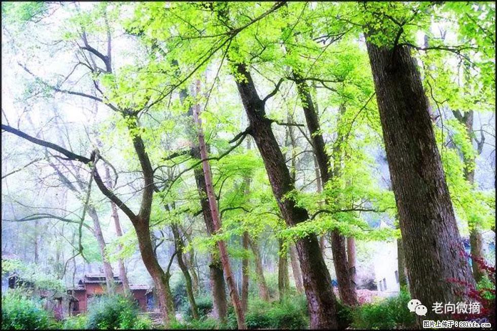 【春天，广西桂林灌阳县向您发出邀请！】在小龙村与春天约会 - 游山玩水 - 馆陶生活社区 - 馆陶28生活网 guantao.28life.net