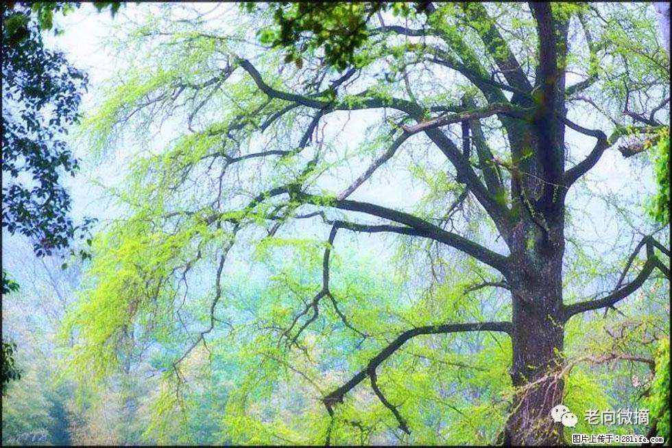 【春天，广西桂林灌阳县向您发出邀请！】在小龙村与春天约会 - 游山玩水 - 馆陶生活社区 - 馆陶28生活网 guantao.28life.net