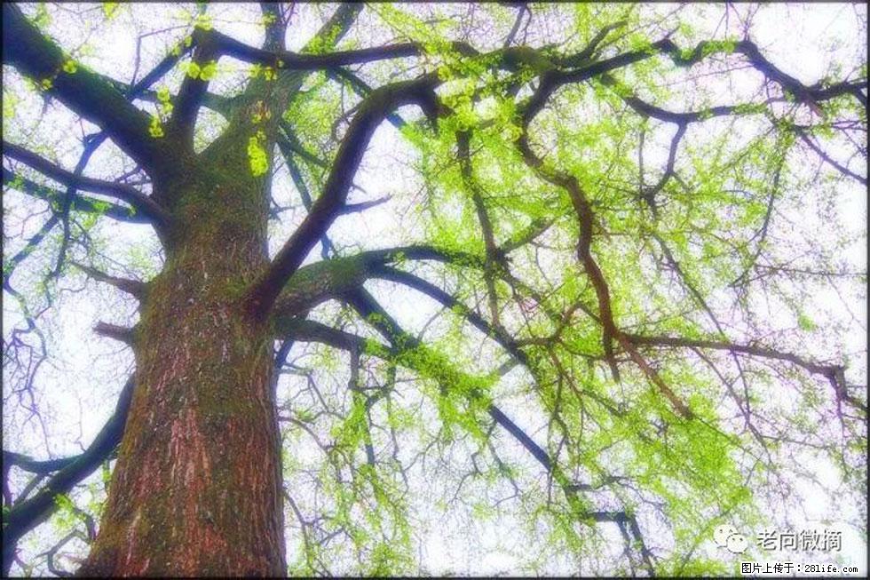 【春天，广西桂林灌阳县向您发出邀请！】在小龙村与春天约会 - 游山玩水 - 馆陶生活社区 - 馆陶28生活网 guantao.28life.net