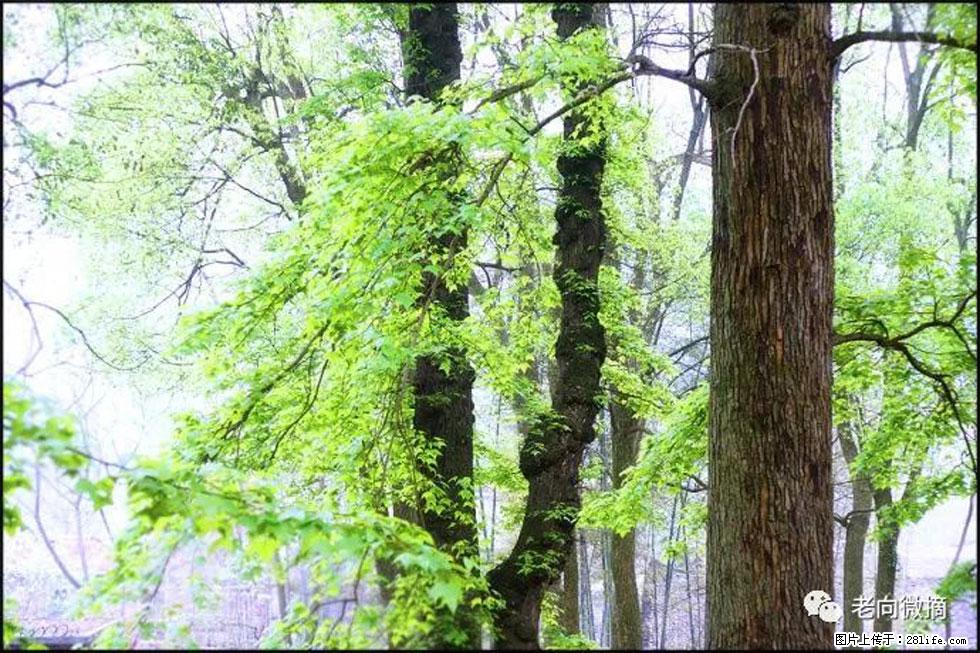 【春天，广西桂林灌阳县向您发出邀请！】在小龙村与春天约会 - 游山玩水 - 馆陶生活社区 - 馆陶28生活网 guantao.28life.net