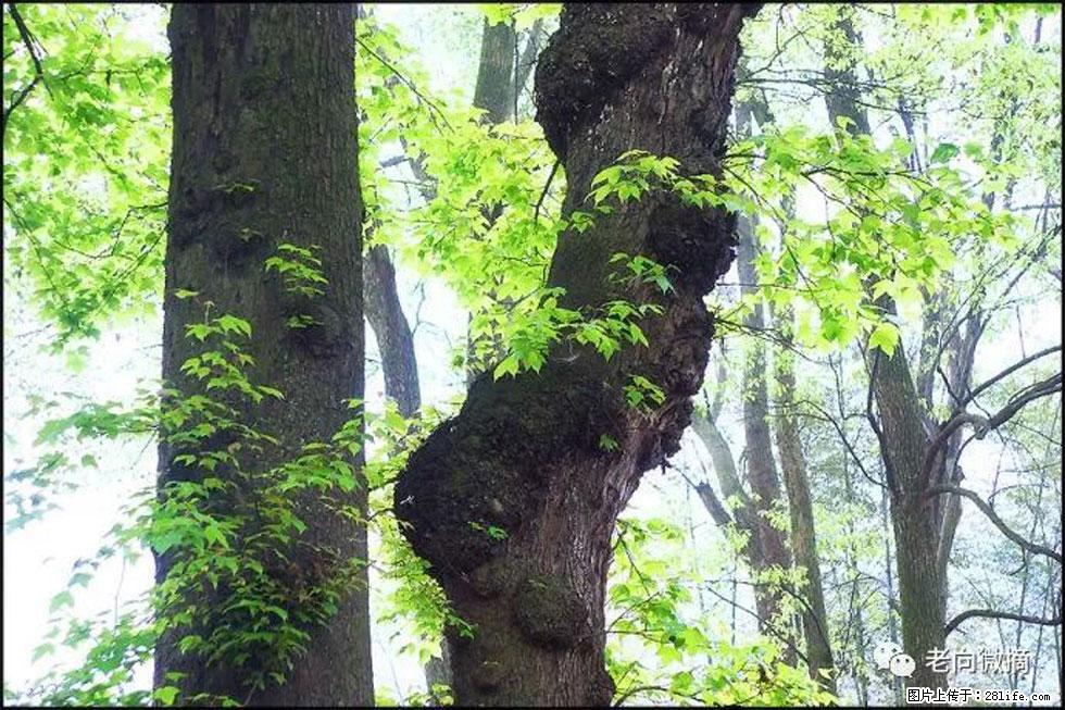 【春天，广西桂林灌阳县向您发出邀请！】在小龙村与春天约会 - 游山玩水 - 馆陶生活社区 - 馆陶28生活网 guantao.28life.net