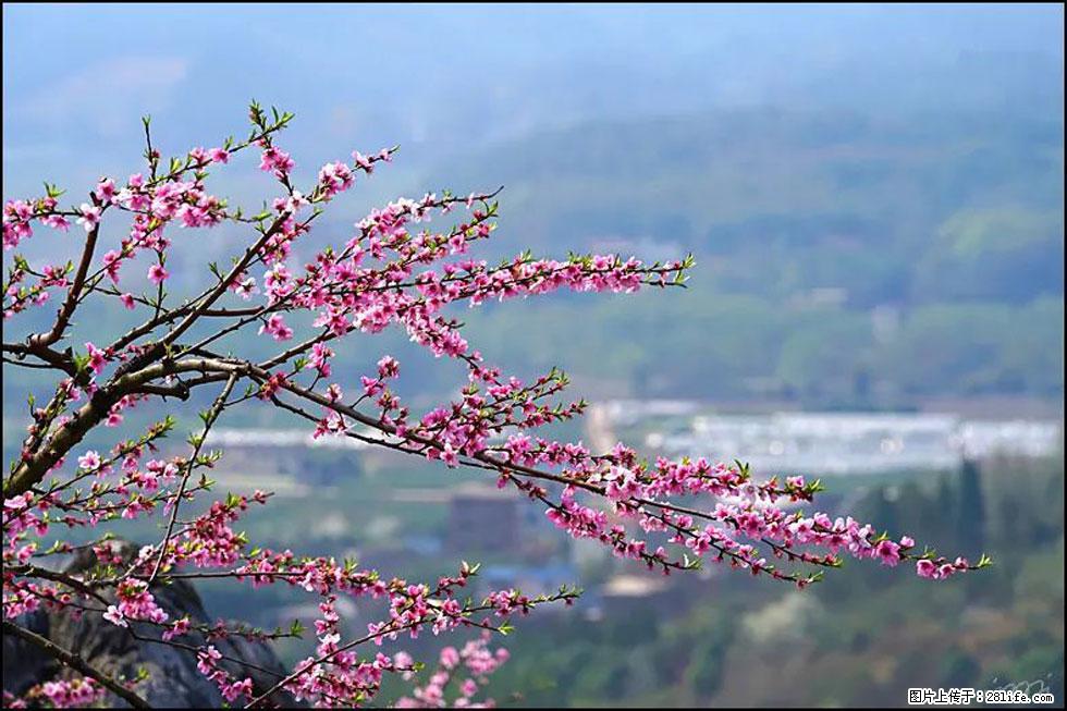【春天，广西桂林灌阳县向您发出邀请！】望月岭上桃花开 - 游山玩水 - 馆陶生活社区 - 馆陶28生活网 guantao.28life.net