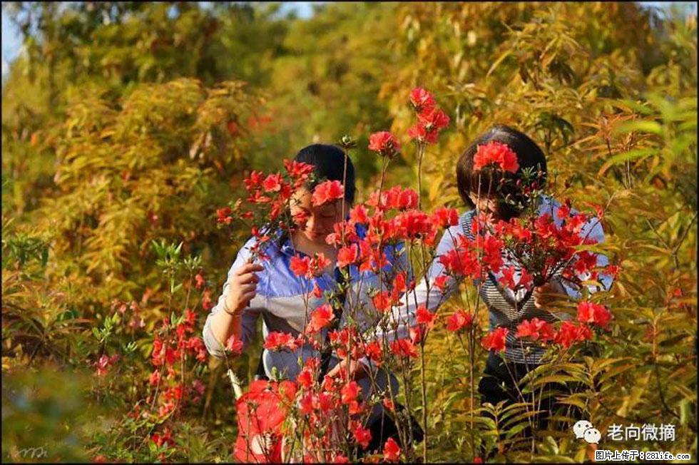 【春天，广西桂林灌阳县向您发出邀请！】登麒麟山，相约映山红 - 游山玩水 - 馆陶生活社区 - 馆陶28生活网 guantao.28life.net