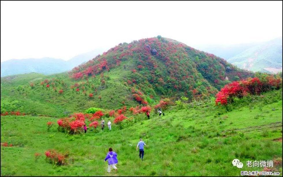【春天，广西桂林灌阳县向您发出邀请！】宝盖山上映山红 - 游山玩水 - 馆陶生活社区 - 馆陶28生活网 guantao.28life.net