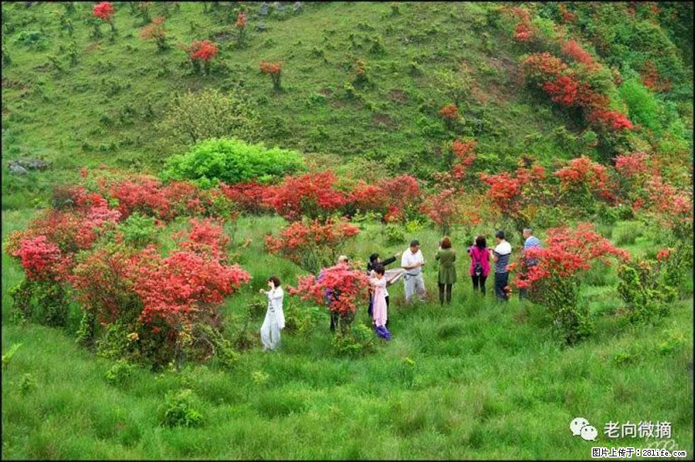 【春天，广西桂林灌阳县向您发出邀请！】宝盖山上映山红 - 游山玩水 - 馆陶生活社区 - 馆陶28生活网 guantao.28life.net