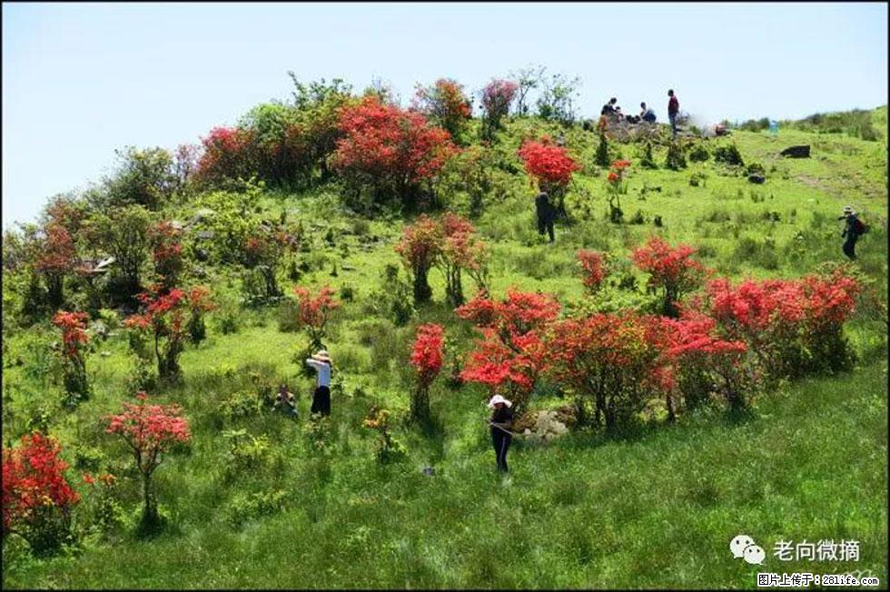 【春天，广西桂林灌阳县向您发出邀请！】宝盖山上映山红 - 游山玩水 - 馆陶生活社区 - 馆陶28生活网 guantao.28life.net