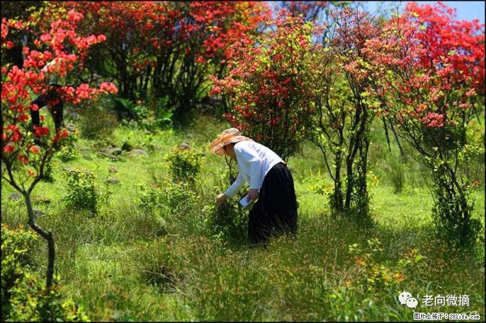 【春天，广西桂林灌阳县向您发出邀请！】宝盖山上映山红 - 游山玩水 - 馆陶生活社区 - 馆陶28生活网 guantao.28life.net