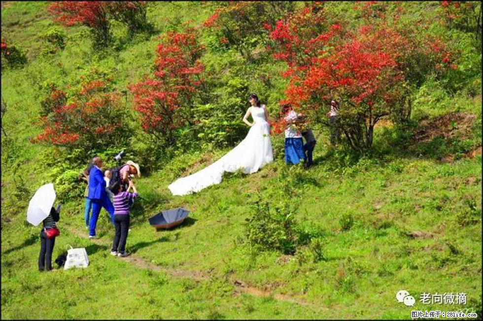 【春天，广西桂林灌阳县向您发出邀请！】宝盖山上映山红 - 游山玩水 - 馆陶生活社区 - 馆陶28生活网 guantao.28life.net