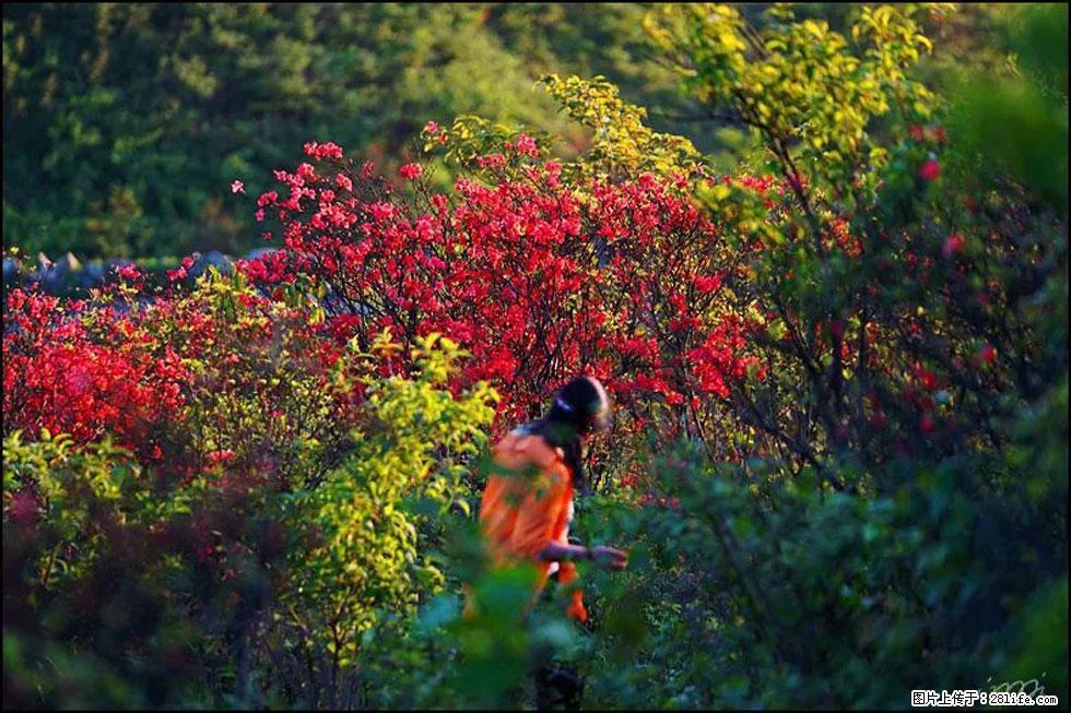 【春天，广西桂林灌阳县向您发出邀请！】春木界上映山红 - 游山玩水 - 馆陶生活社区 - 馆陶28生活网 guantao.28life.net