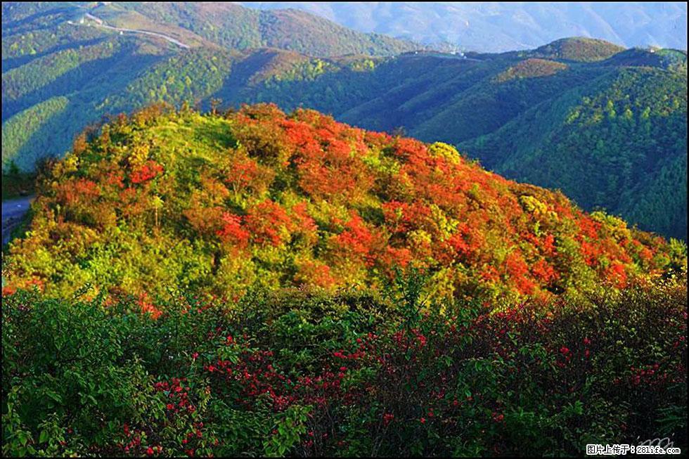 【春天，广西桂林灌阳县向您发出邀请！】春木界上映山红 - 游山玩水 - 馆陶生活社区 - 馆陶28生活网 guantao.28life.net