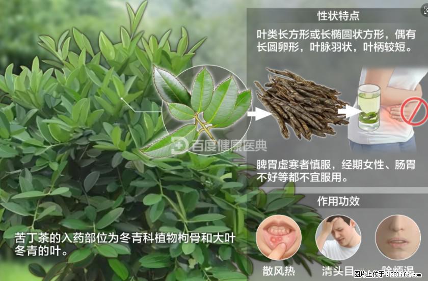 苦丁茶有哪些功效和作用 - 生活百科 - 馆陶生活社区 - 馆陶28生活网 guantao.28life.net