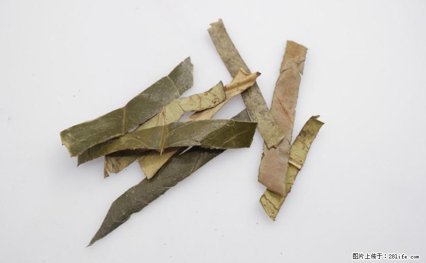 苦丁茶有哪些功效和作用 - 生活百科 - 馆陶生活社区 - 馆陶28生活网 guantao.28life.net