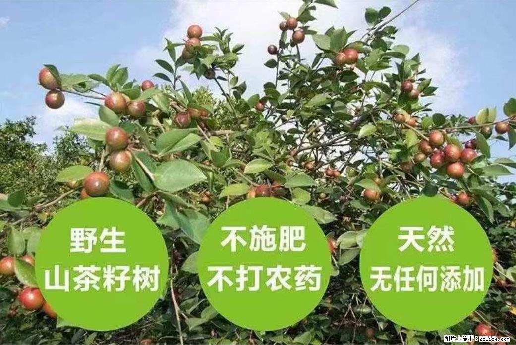 【灌阳县油茶产业示范区】一个有着充实的精神生活的人，对待身外之物自会有一种淡泊的态度 - 美食天地 - 馆陶生活社区 - 馆陶28生活网 guantao.28life.net
