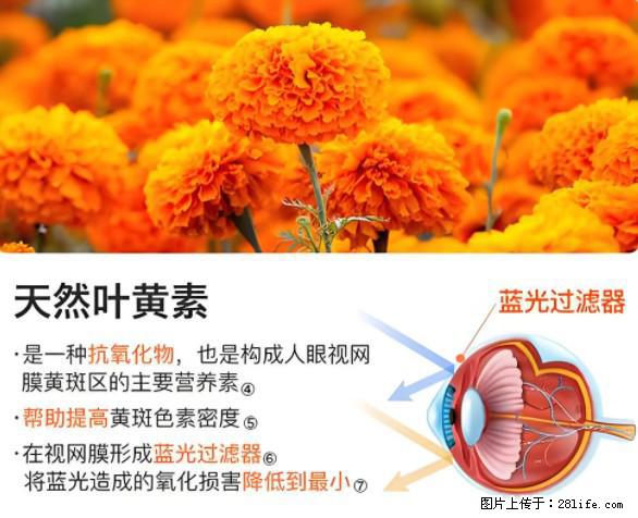 叶黄素有什么功效和作用 - 生活百科 - 馆陶生活社区 - 馆陶28生活网 guantao.28life.net