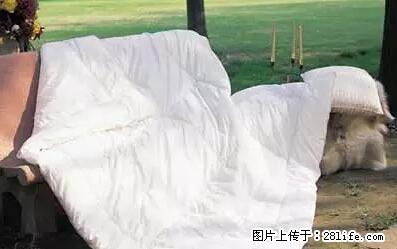 被子有异味？只要这样做，比晒太阳还强100倍！ - 家居生活 - 馆陶生活社区 - 馆陶28生活网 guantao.28life.net