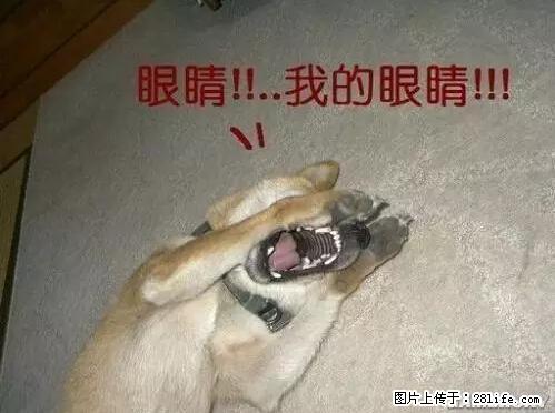 笑癫了！一女的怀孕三年未生，他终于忍不住了... - 娱乐八卦 - 馆陶生活社区 - 馆陶28生活网 guantao.28life.net