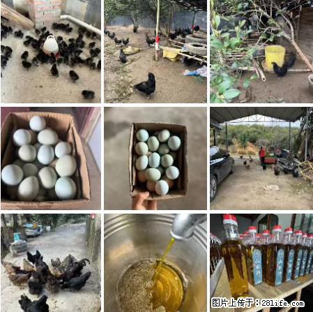 油茶园从小鸡仔开始养起的纯土鸡、土鸡蛋可以预定啦！还有前几天刚榨的纯山茶油哦 - 土特产 - 饮食特产 - 馆陶分类信息 - 馆陶28生活网 guantao.28life.net