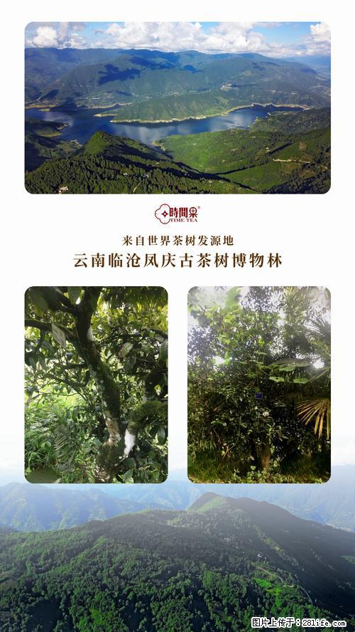 时间果百年古树2025年春红茶 - 购物交流 - 馆陶生活社区 - 馆陶28生活网 guantao.28life.net