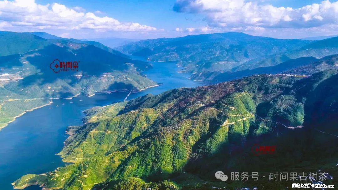 时间果百年古树龙珠普洱生茶 - 购物交流 - 馆陶生活社区 - 馆陶28生活网 guantao.28life.net