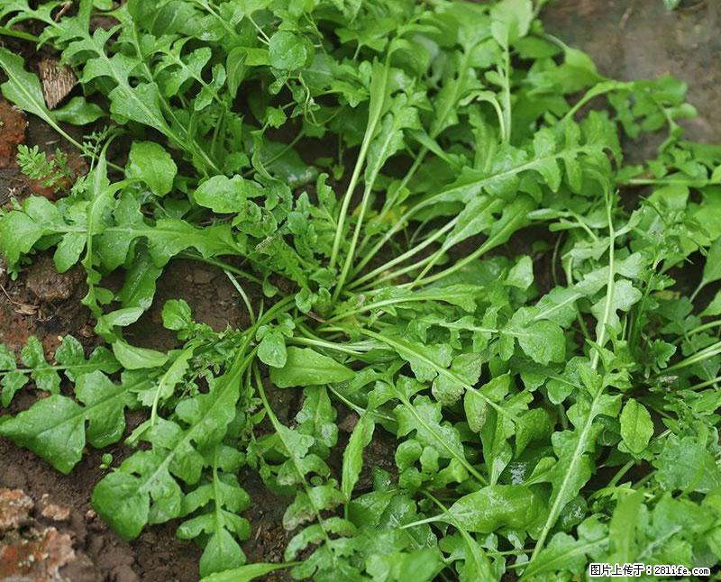 这些蔬菜是“天然钙片”，这6种被医生重点推荐 - 馆陶生活资讯 - 馆陶28生活网 guantao.28life.net