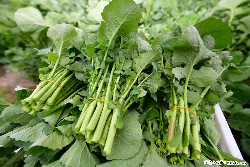 这些蔬菜是“天然钙片”，这6种被医生重点推荐 - 馆陶生活资讯 - 馆陶28生活网 guantao.28life.net